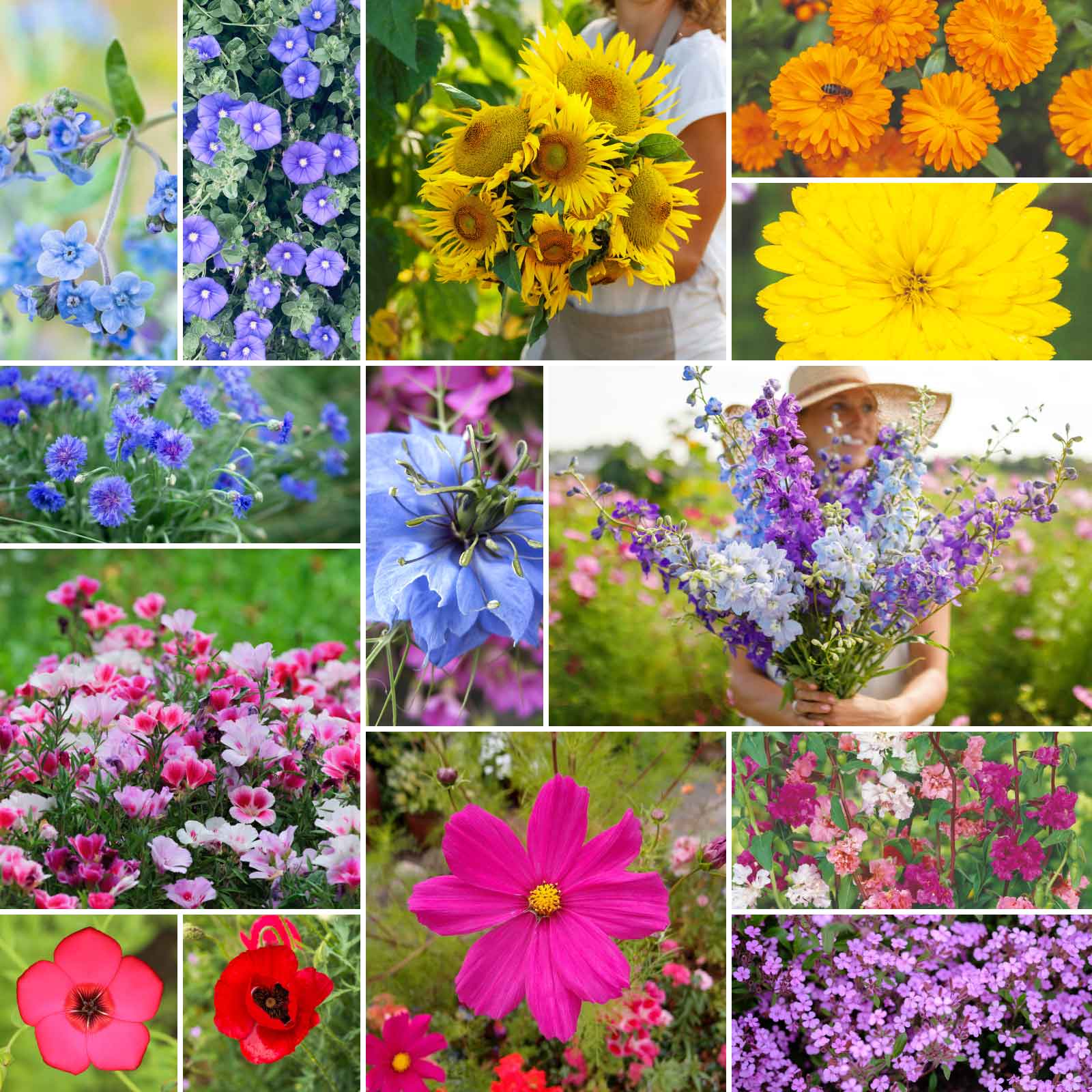 where to buy flower seeds fae farm Bulk Fairytale Flower Seed Mix