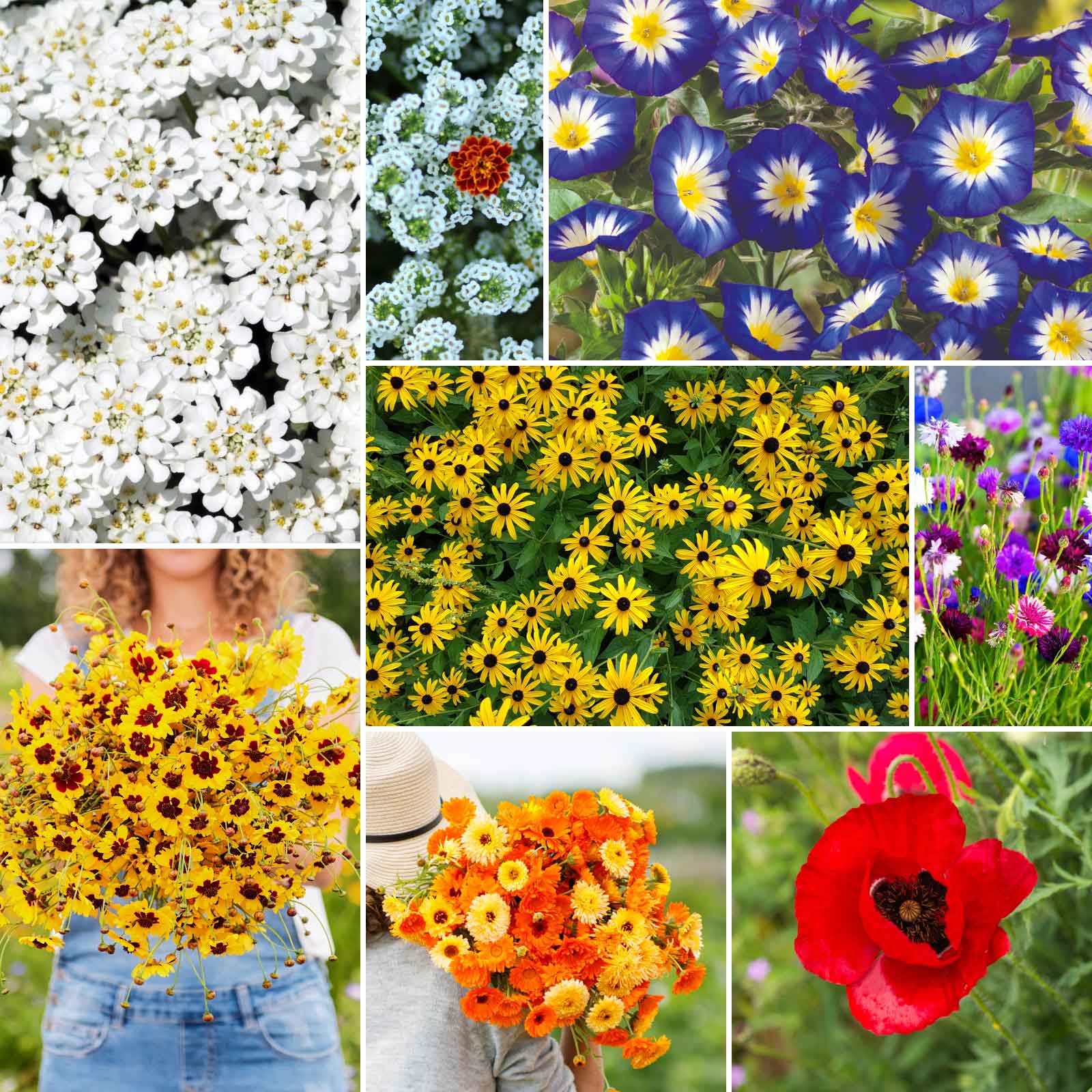 bulk flower seeds by the pound Bulk Flowery Fields Forever Flower Seed Mix