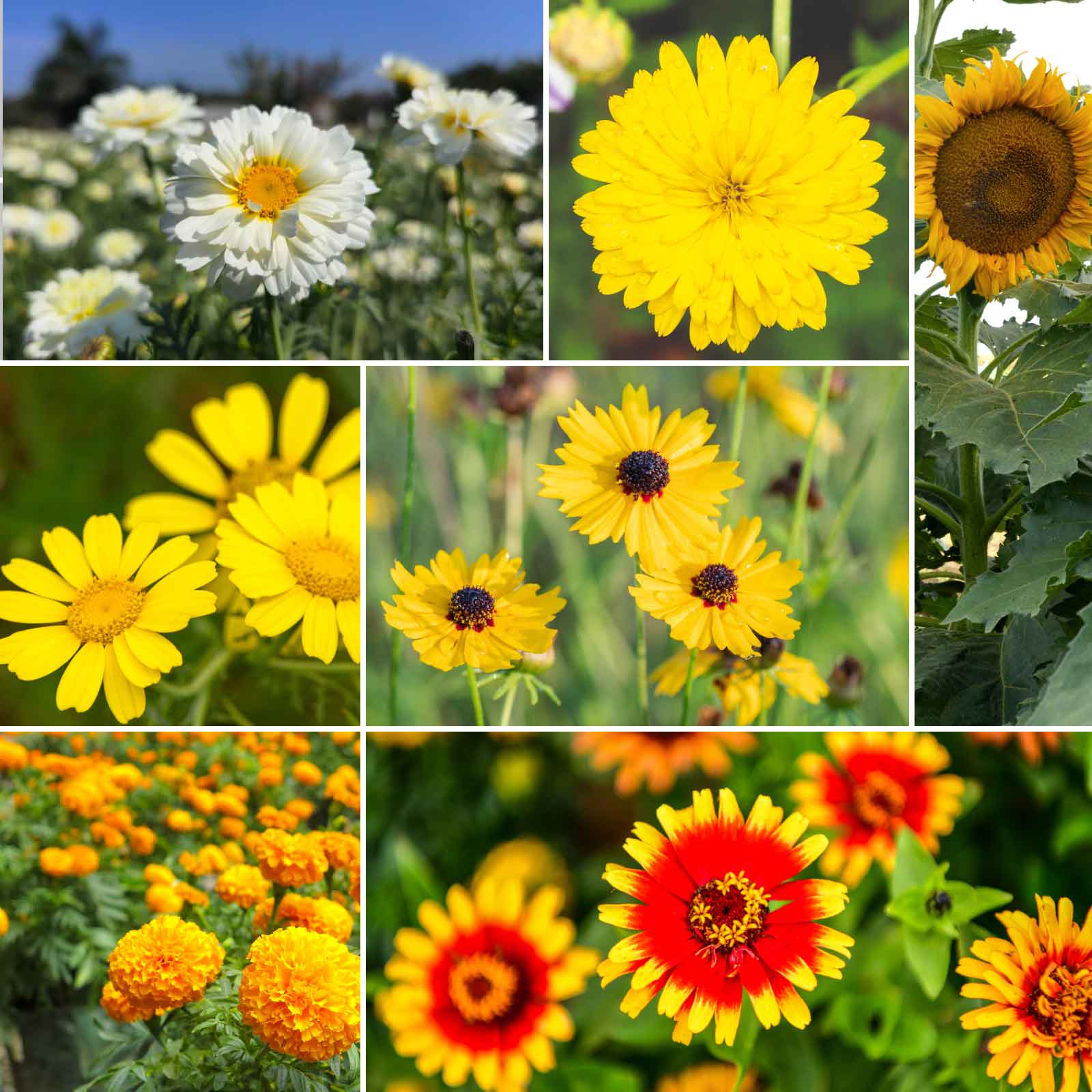 yellow flower seeds float away Bulk Mellow Yellow - Yellow Flower Seed Mix