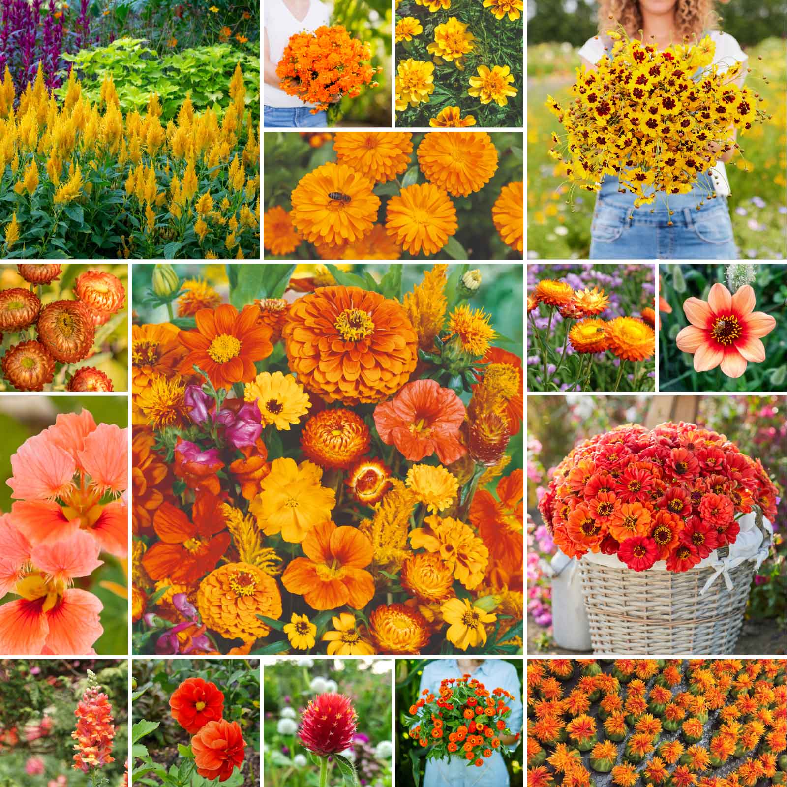 bulk flower seeds online Bulk Orange You Glad - Orange Flower Seed Mix