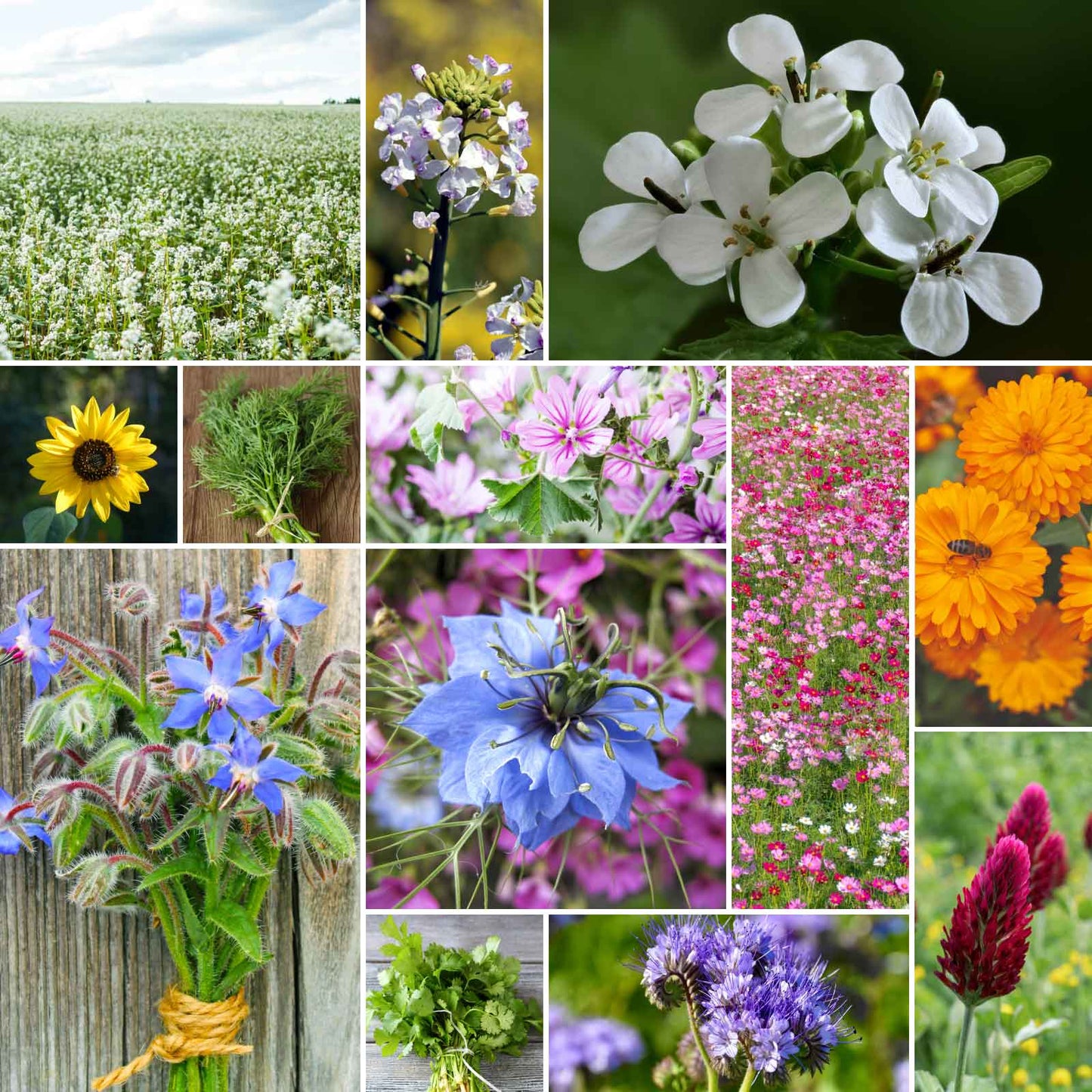 free wildflower seeds for bees usa Bulk Bee Happy - Organic Bee Attractor Wildflower Mix