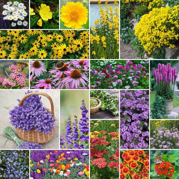 flower seeds online free shipping All Perennial - Pollinator Wildflower Mix | Wildflower Seeds