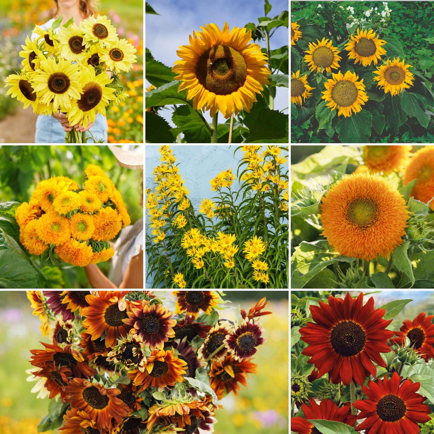 bulk sunflower seeds for planting Bulk Sunny - Sunflower Seed Mix