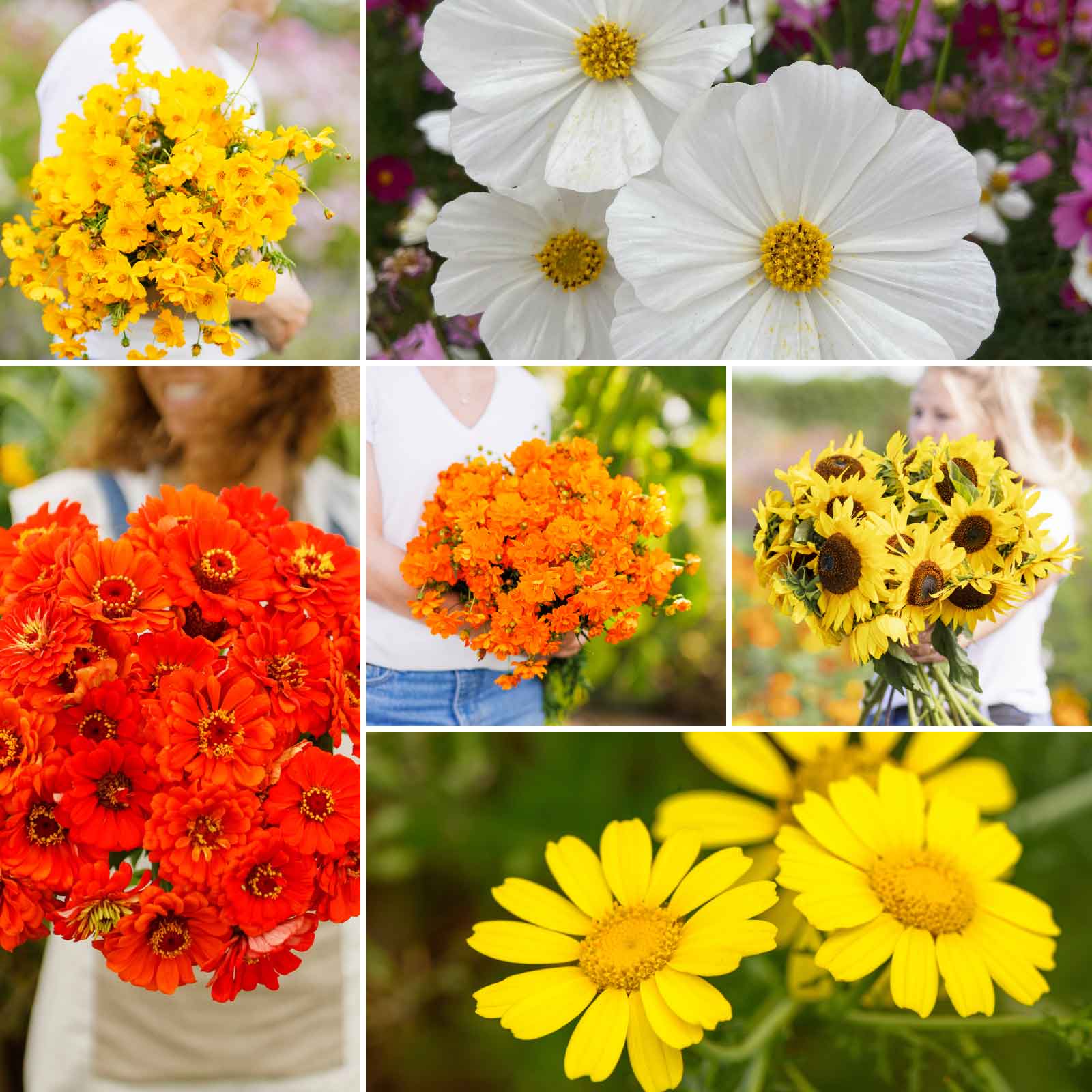 summer flower seed mix Bulk Sunset Mix - Orange, Yellow & White Flower Seed Mix