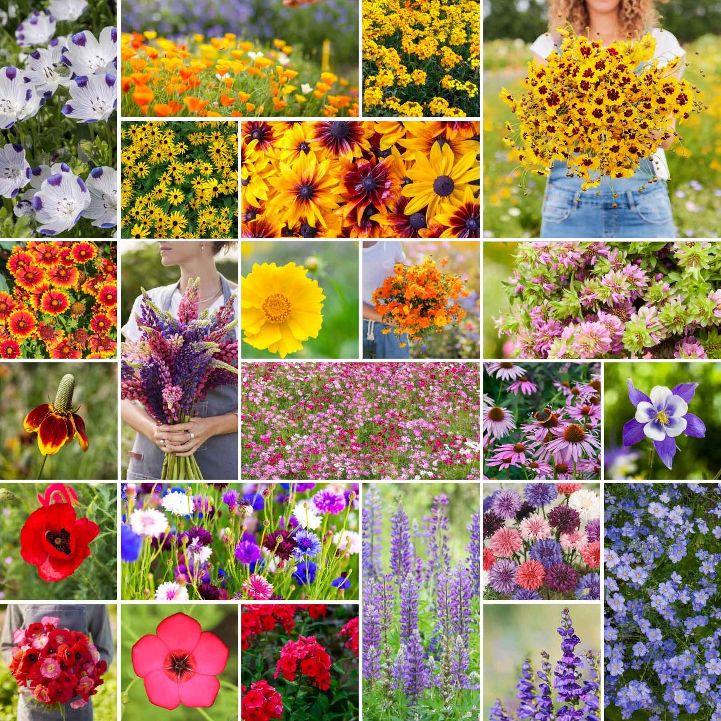 wv wildflower seeds Bulk Western Wildflower Seed Mix