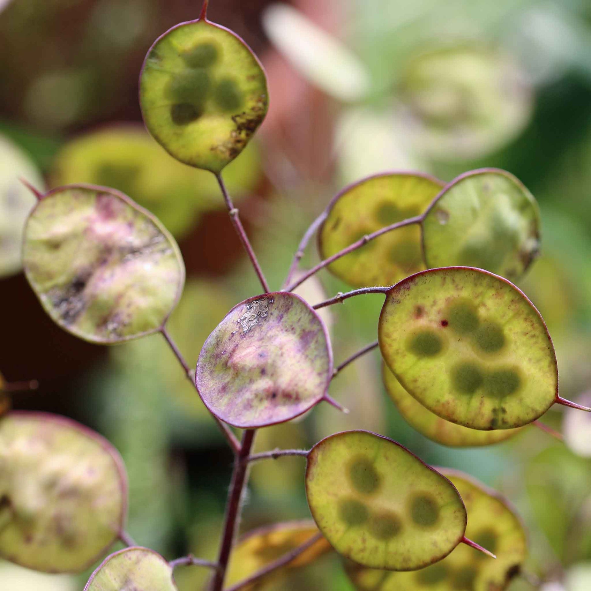 money plant lunaria biennis Bulk Money Plant Seeds - Lunaria Annua Violet