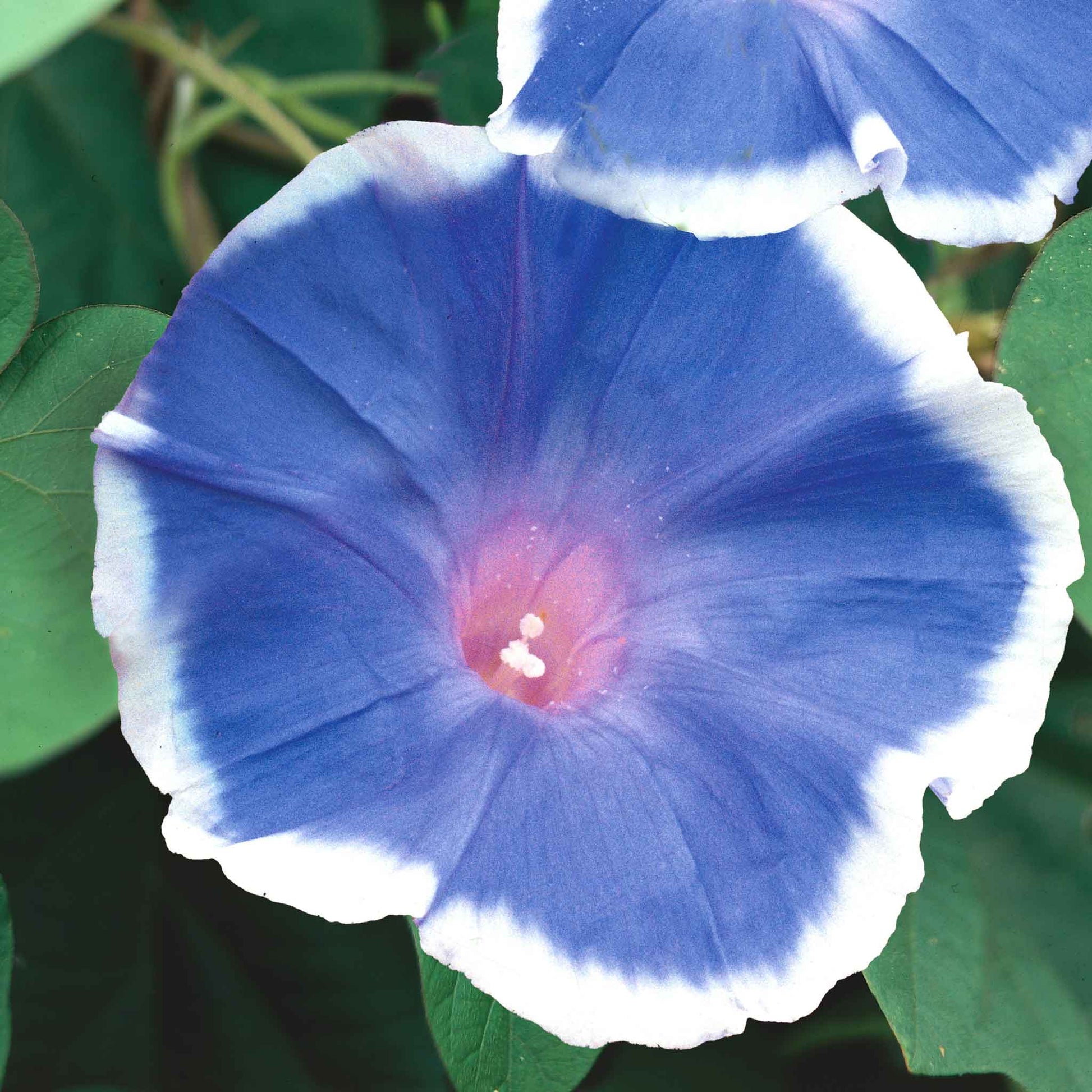 blue morning glory seeds psychedelic Bulk Morning Glory Seeds - Blue Picotee