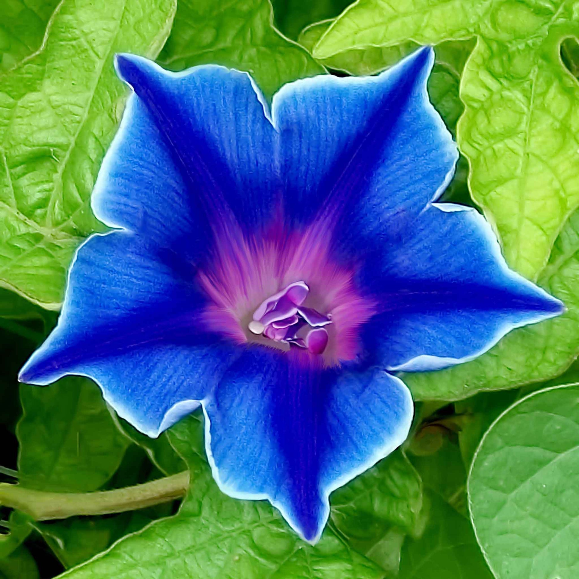 1000 morning glory seeds Bulk Morning Glory Seeds - Blue Picotee