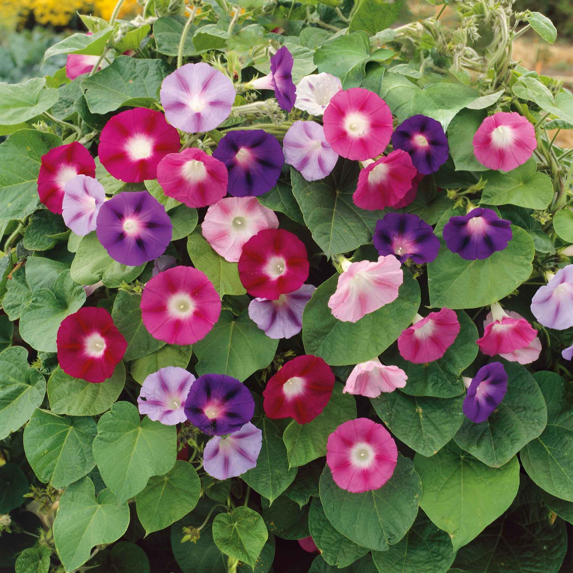 morning glory seeds to get high Bulk Morning Glory Seeds - Fieldgrown Mix
