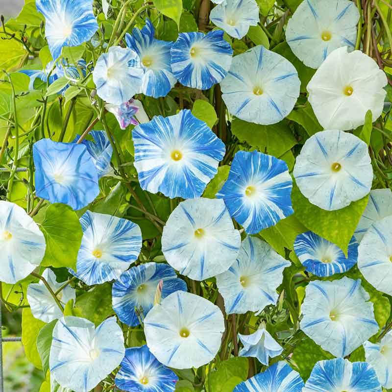 Bulk Morning Glory Seeds - Flying Saucers | Bulk Seed Store
