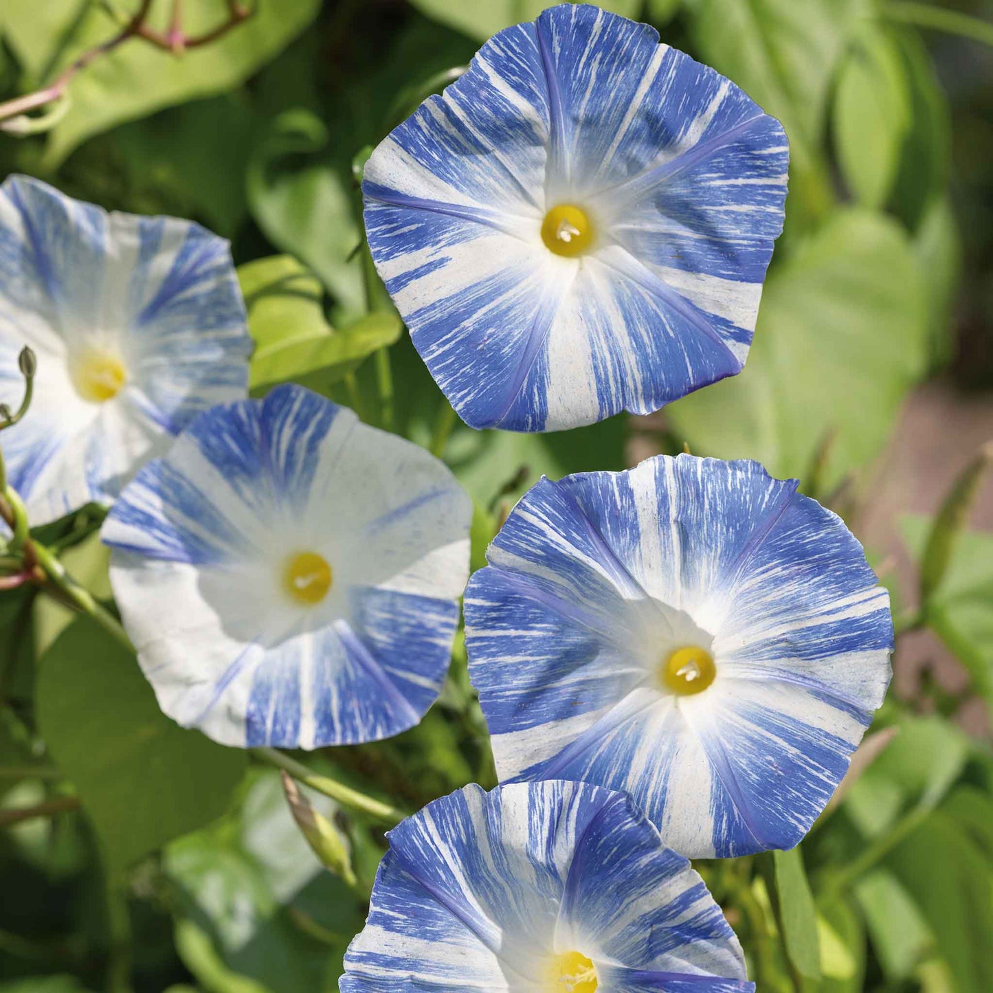 where are the seeds in morning glory Bulk Morning Glory Seeds - Flying Saucers