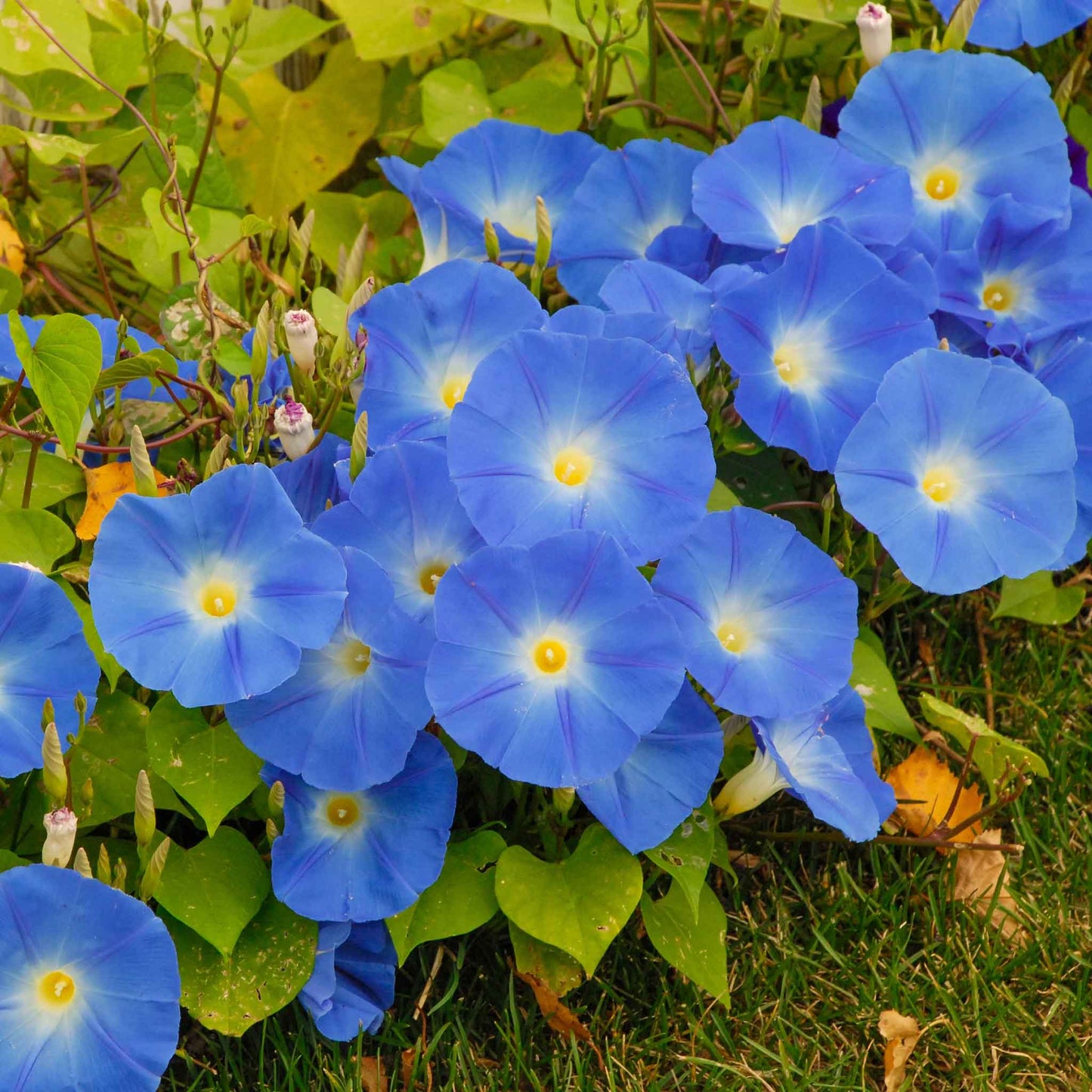 Bulk Morning Glory Seeds - Heavenly Blue