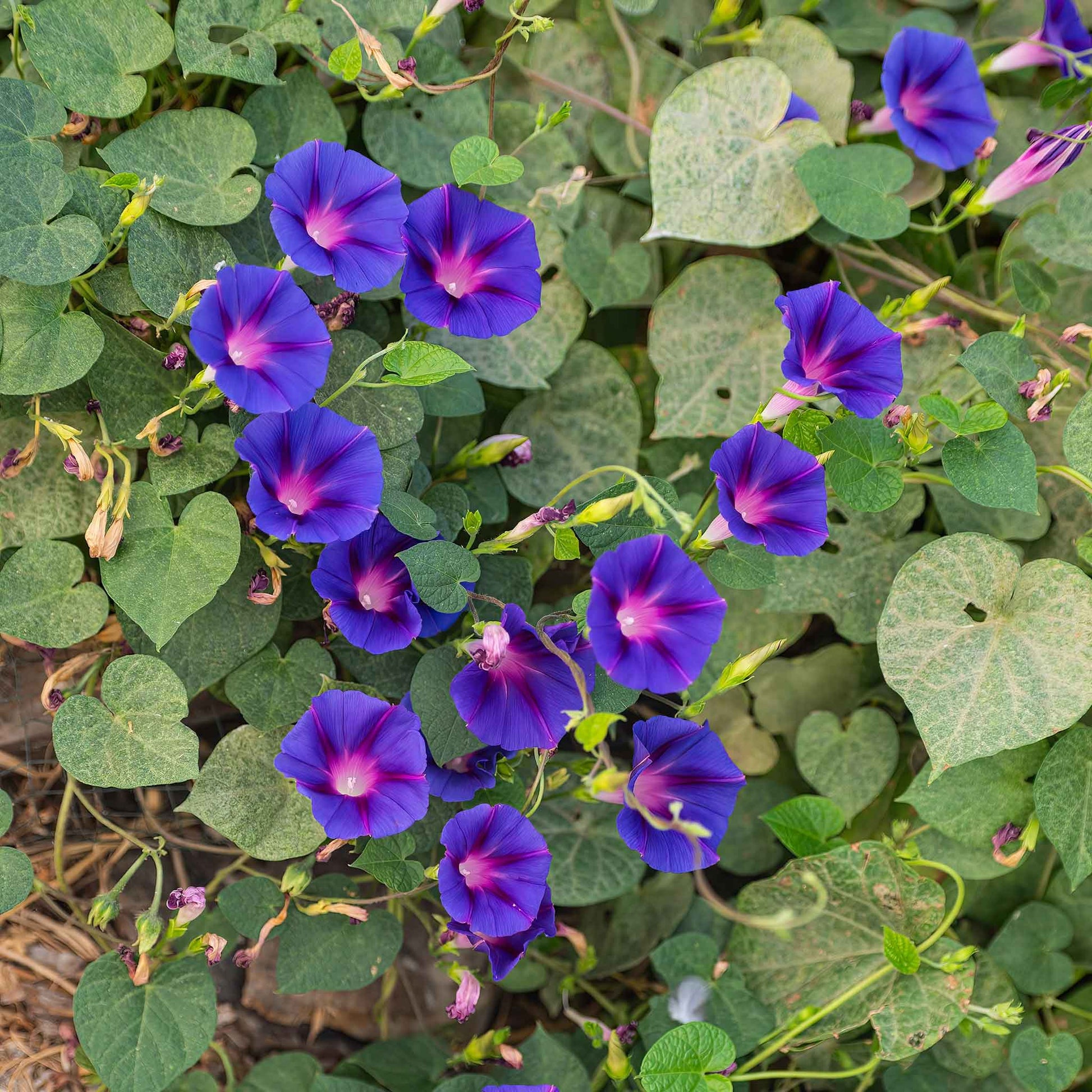 morning glory seed tincture Bulk Morning Glory Seeds - Knowlians Black