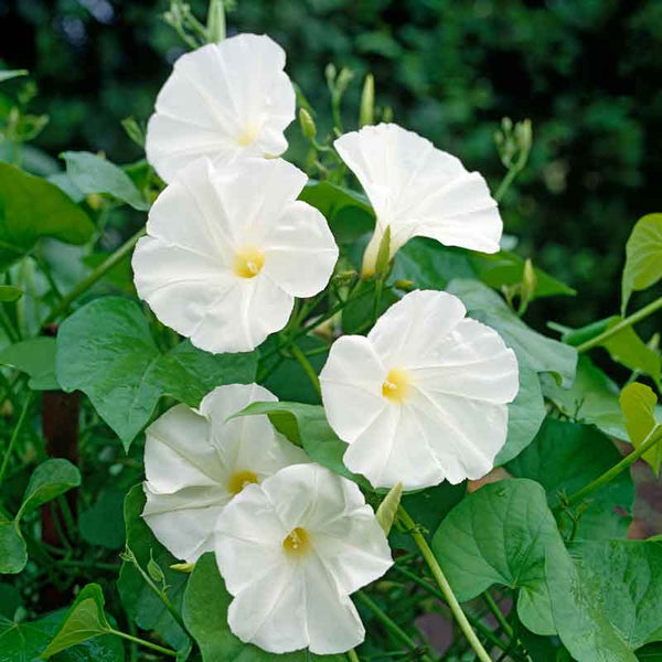 bulk morning glory seeds Bulk Morning Glory Seeds - Pearly Gates