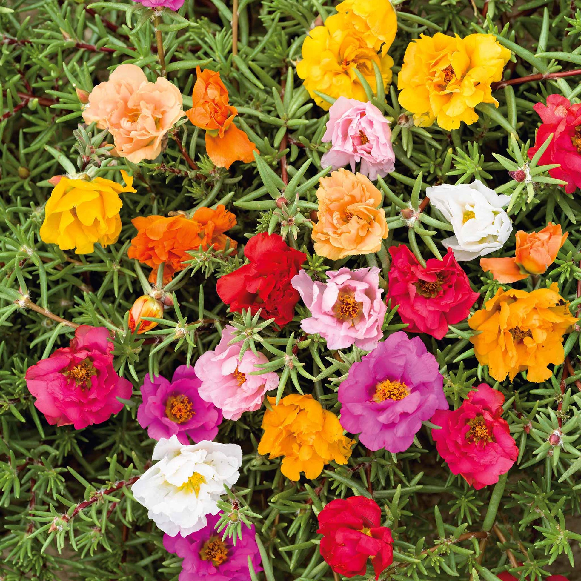 multiflora rose seeds for sale Bulk Moss Rose Seeds - Double Mix