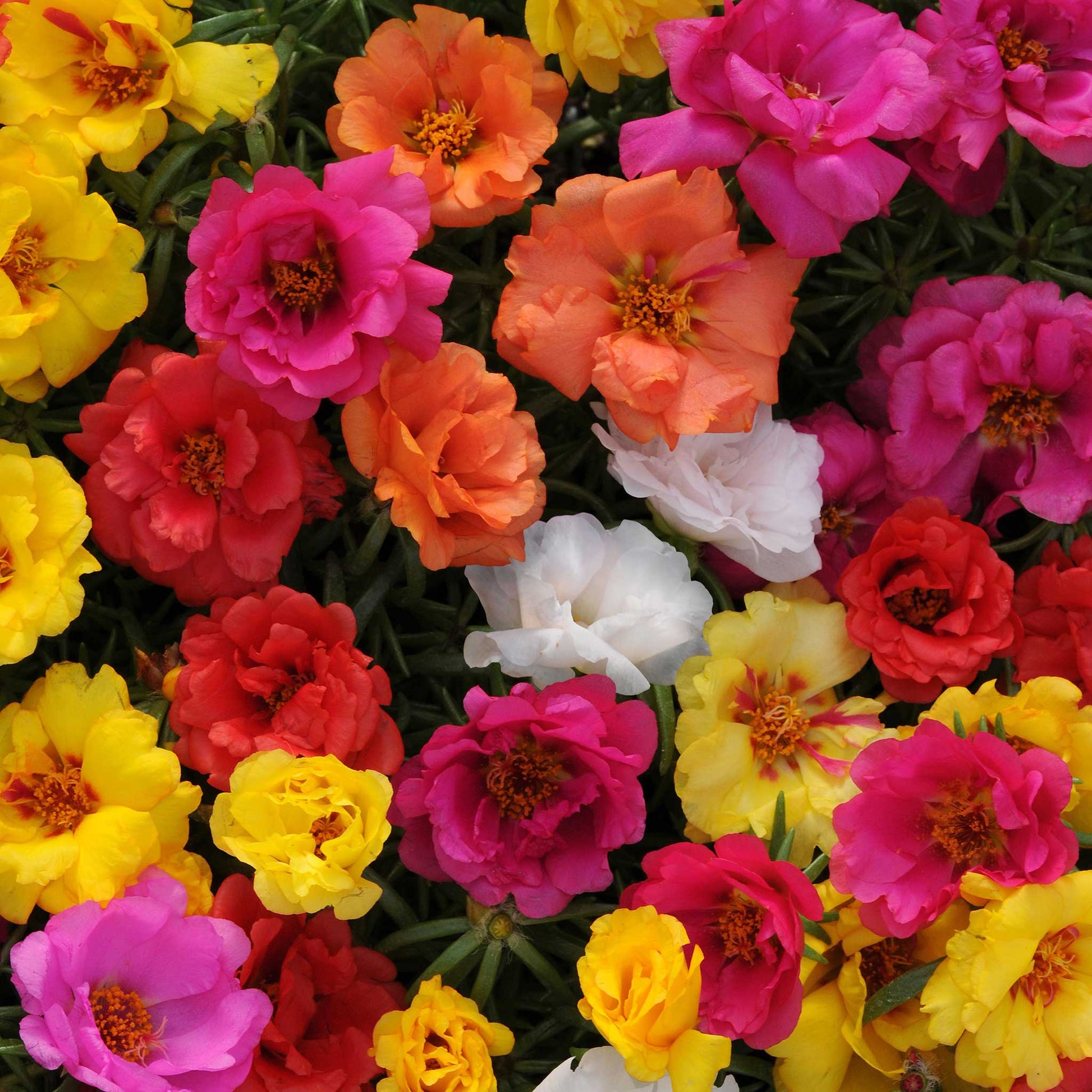 moss rose seeds germination Bulk Moss Rose Seeds - Happy Hour Mix