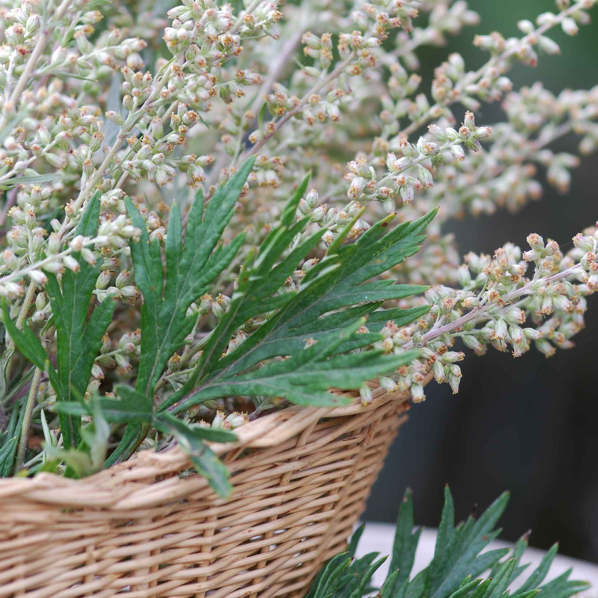 mugwort