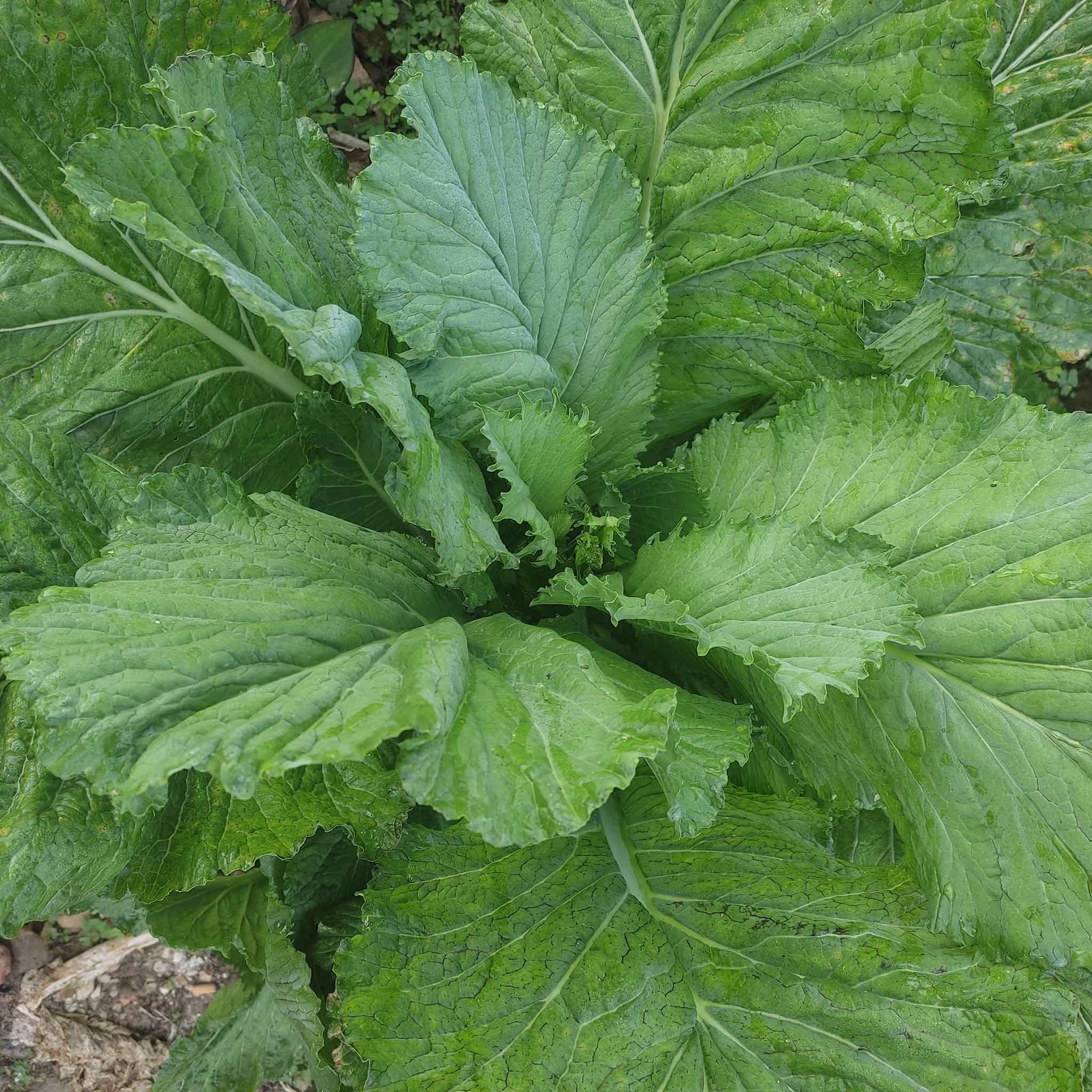 mustard seeds to plant Bulk Mustard Seeds - Florida Broadleaf