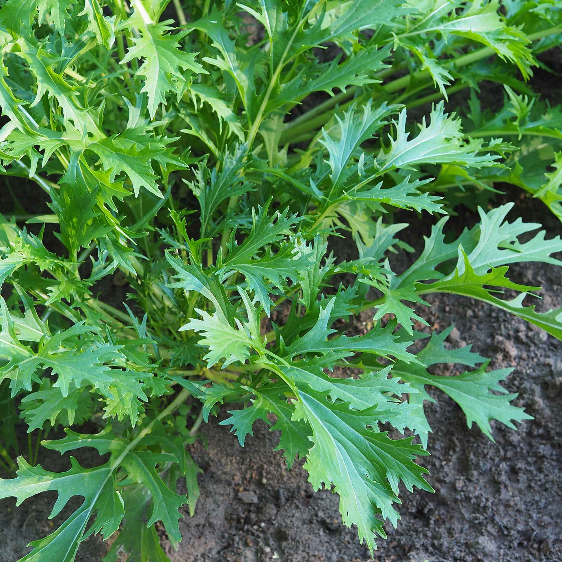 bulk mustard seed for planting Bulk Mustard Seeds - Mizuna