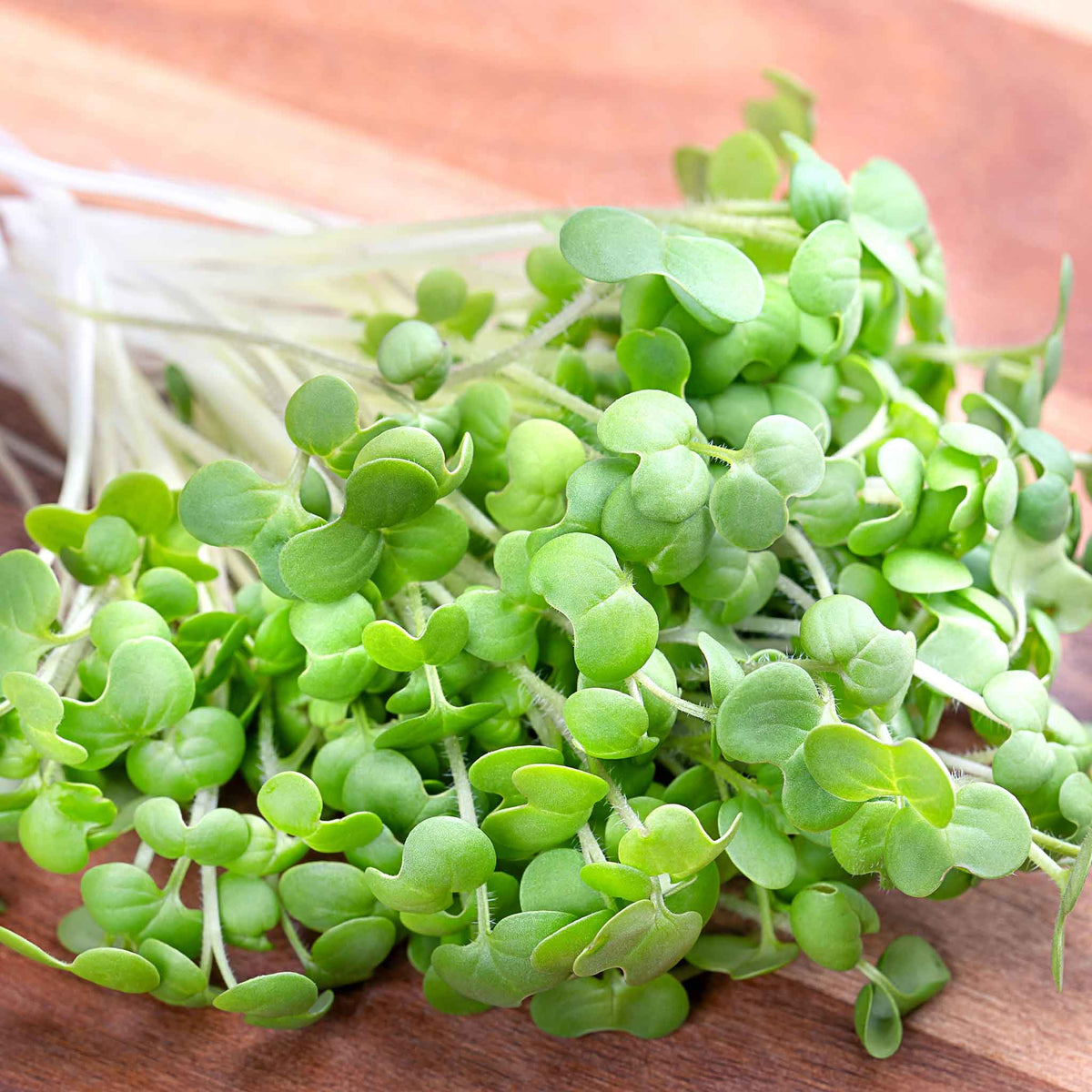 10+ Wasabi Microgreen Seeds Bulk Mustard Seeds (Organic Microgreen) - Wasabi | Bulk Seed Store