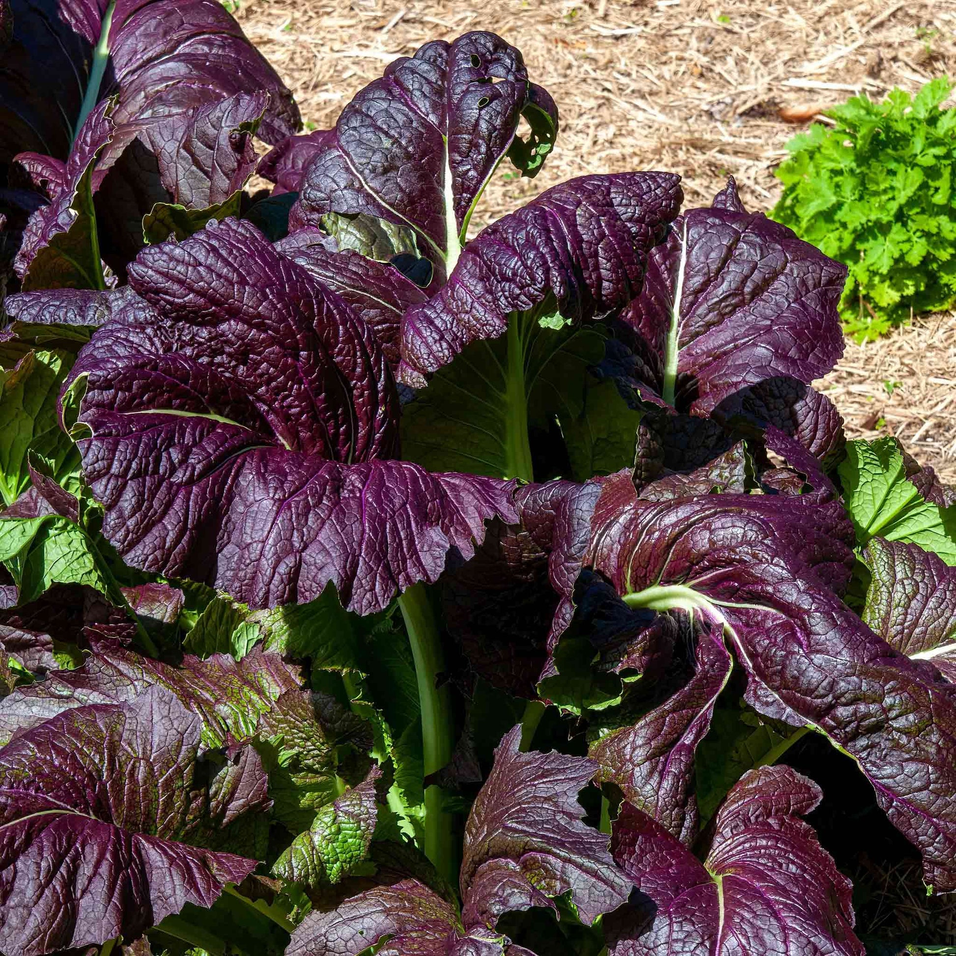 bulk garden seed near me Bulk Mustard Seeds - Red Giant | Vegetable Seeds
