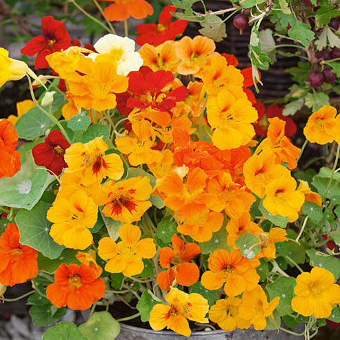 organic nasturtium jewel mix