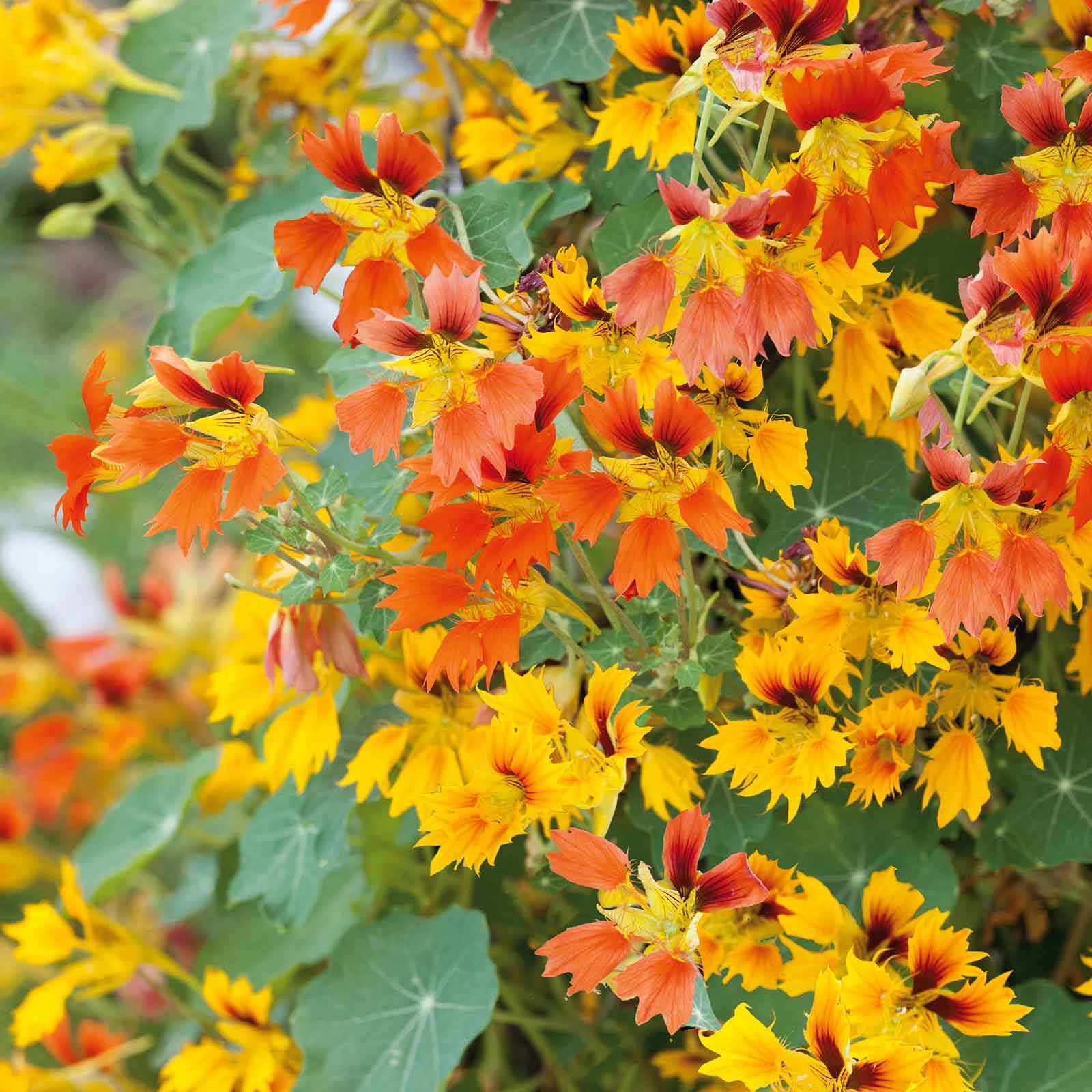 nasturtium flower seeds for sale Bulk Nasturtium Seeds - Phoenix