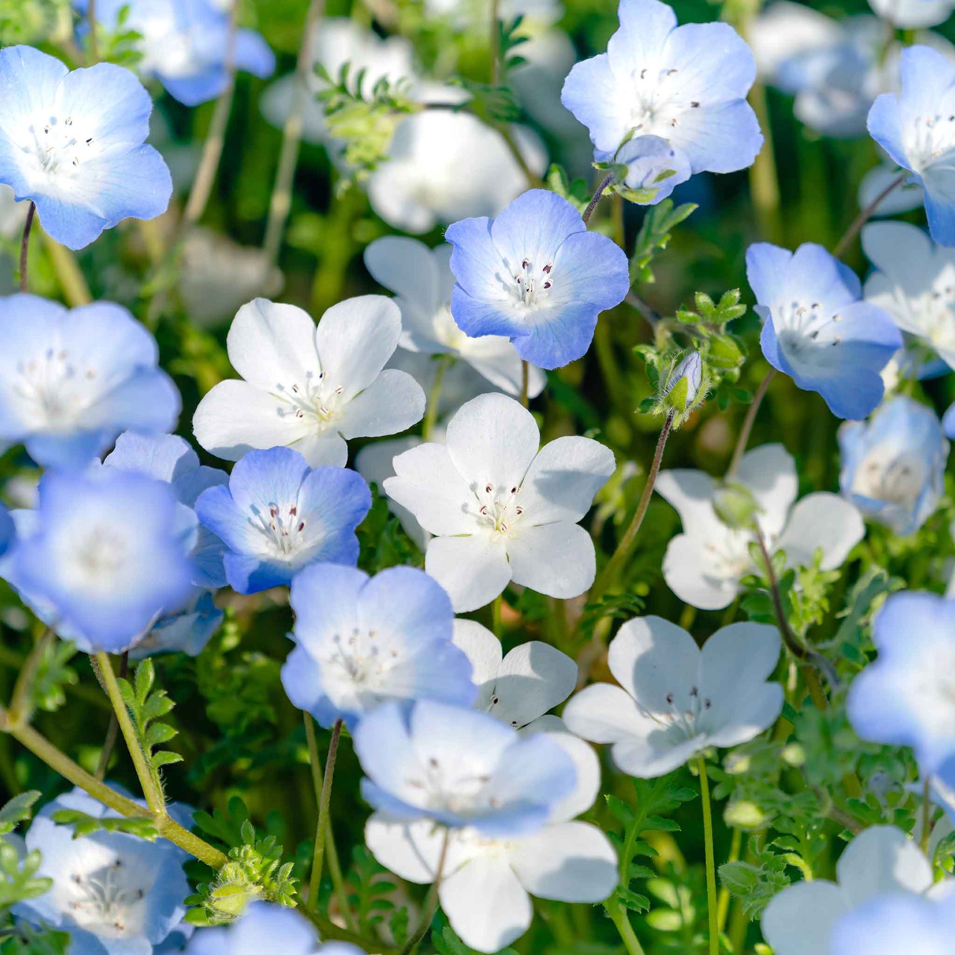 seed of snow flower Bulk Nemophila Seeds - Snow White