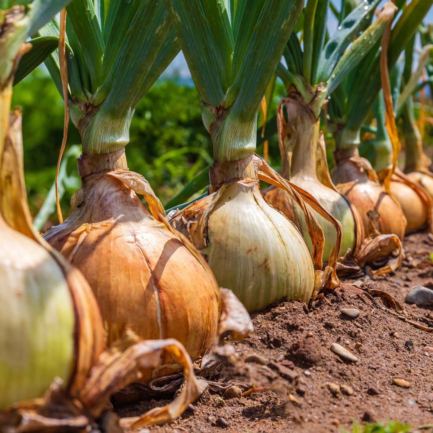 planting spanish onion seeds Bulk Onion Seeds - Yellow Sweet Spanish