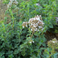 Organic Italian Oregano 