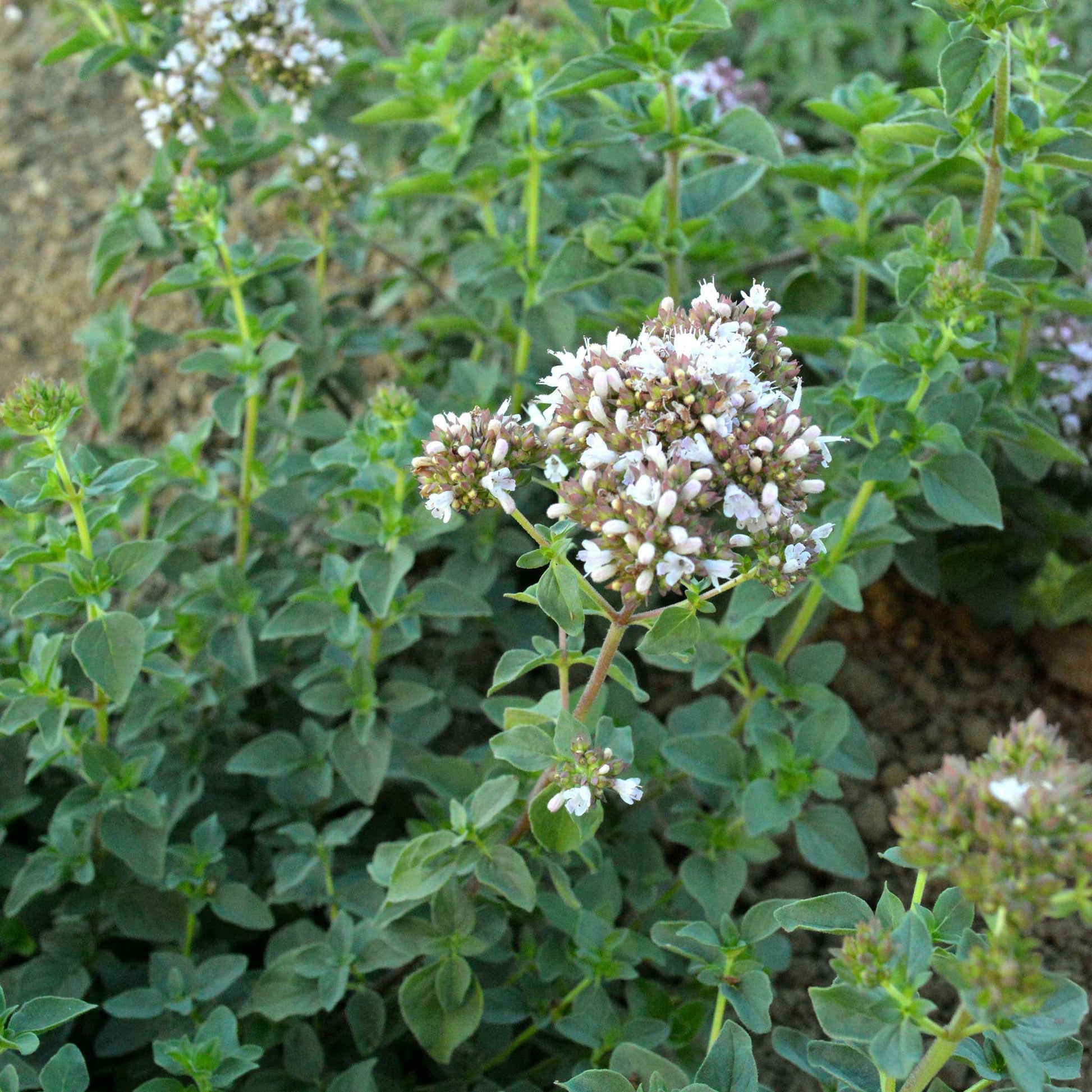 oregano plant going to seed Organic Italian Oregano Seeds | Herb Seeds in Packets & Bulk