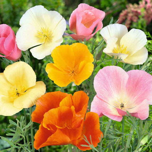 california poppy mix