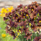 Close-up of dark purple painted tongue cafe au lait flowers with yellow centers against a blurred natural background