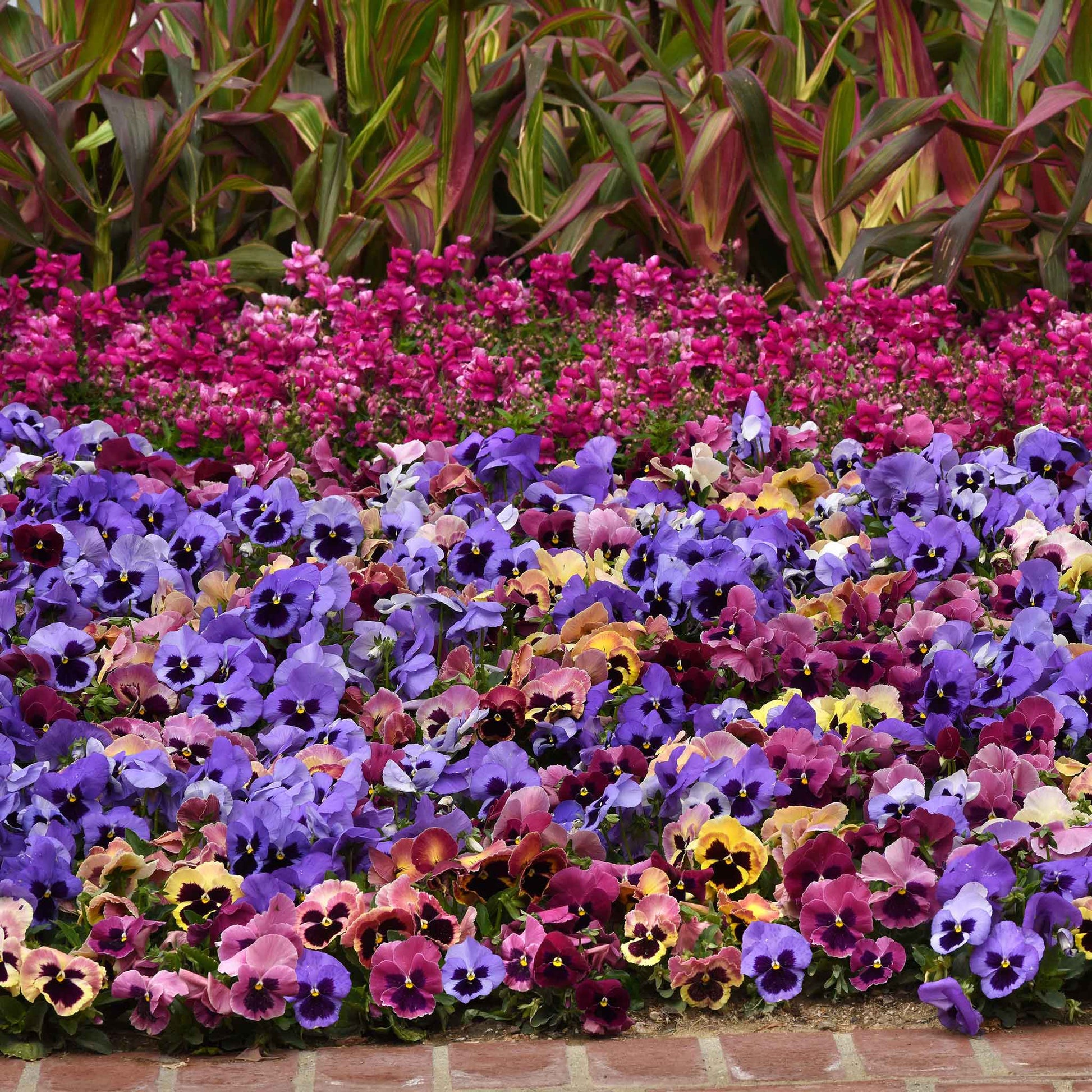 pansy flower seed germination Bulk Pansy Seeds - Matrix Costal Sunrise Mix | Flower Seeds