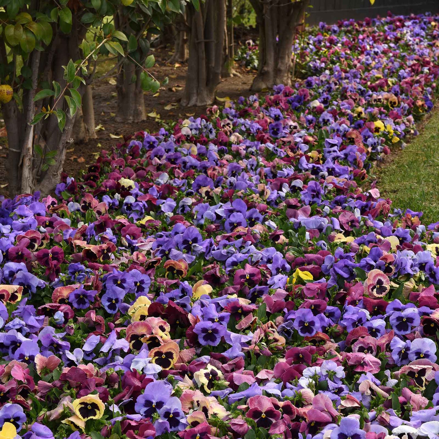 pansy matrix coastal sunrise