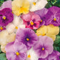 pansy pastel mix