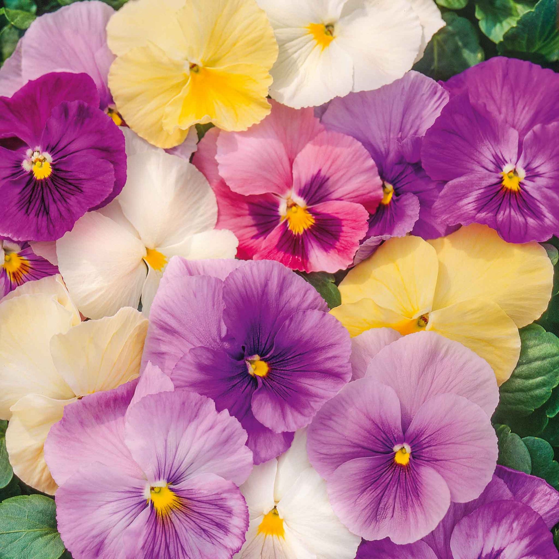 pastel flower seeds Bulk Pansy Seeds