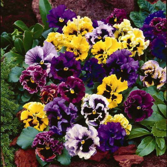 pansy rococo mix