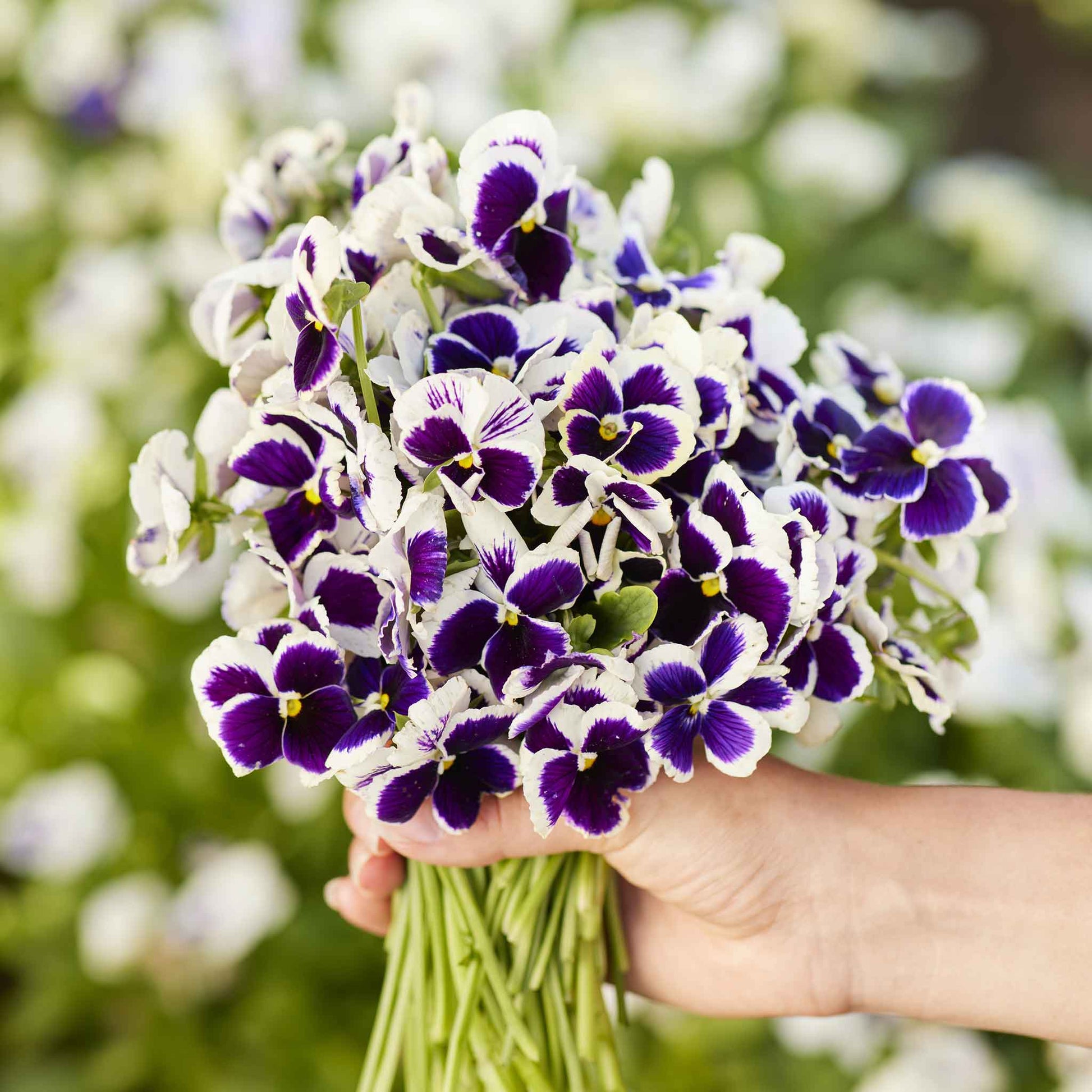 pansy flower seed germination Bulk Pansy Seeds