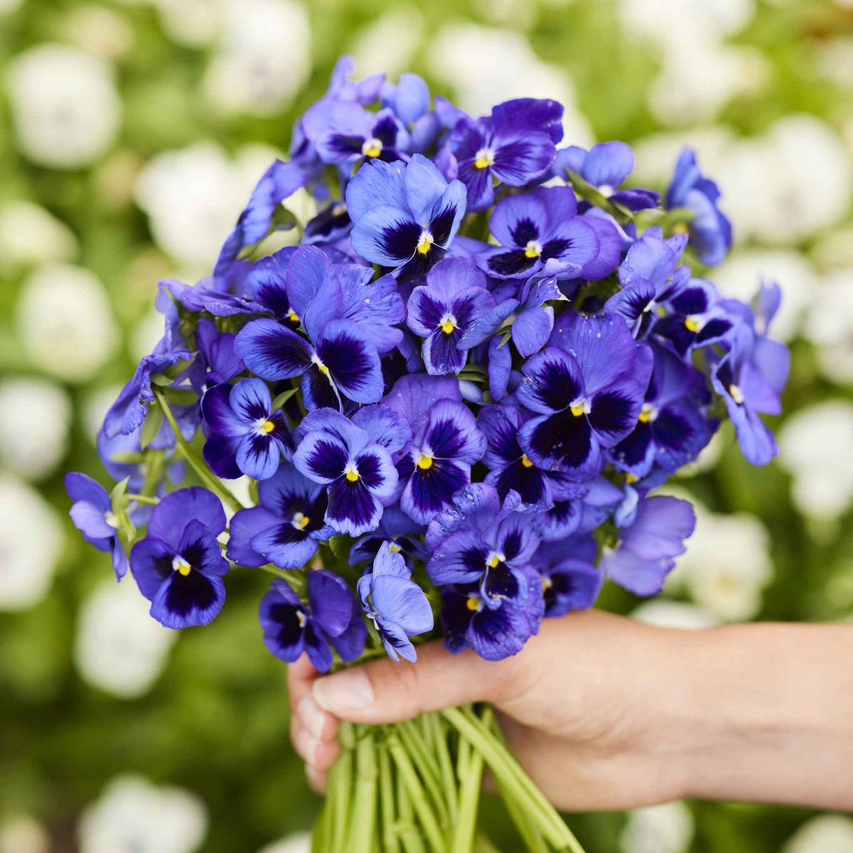 Pansy Reeves Bulk Pansy Seeds - Swiss Giants Ullswater | Bulk Seed Store