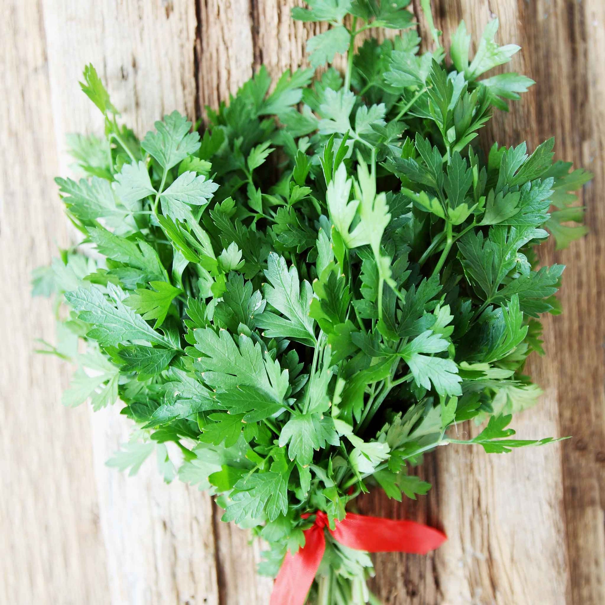 planting italian parsley seeds Bulk Parsley Seeds