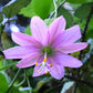 passiflora banana passion fruit