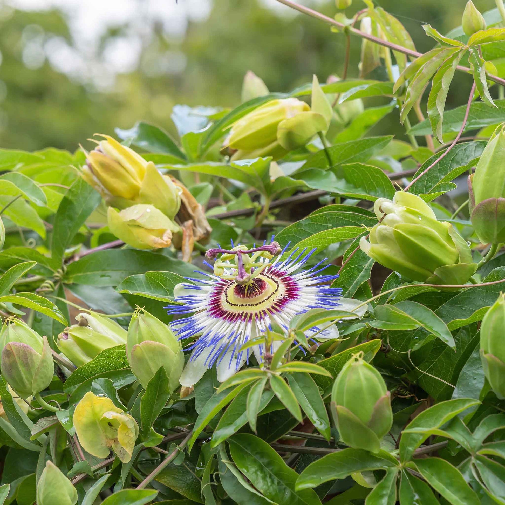 passion flower seed planting Bulk Passiflora Seeds