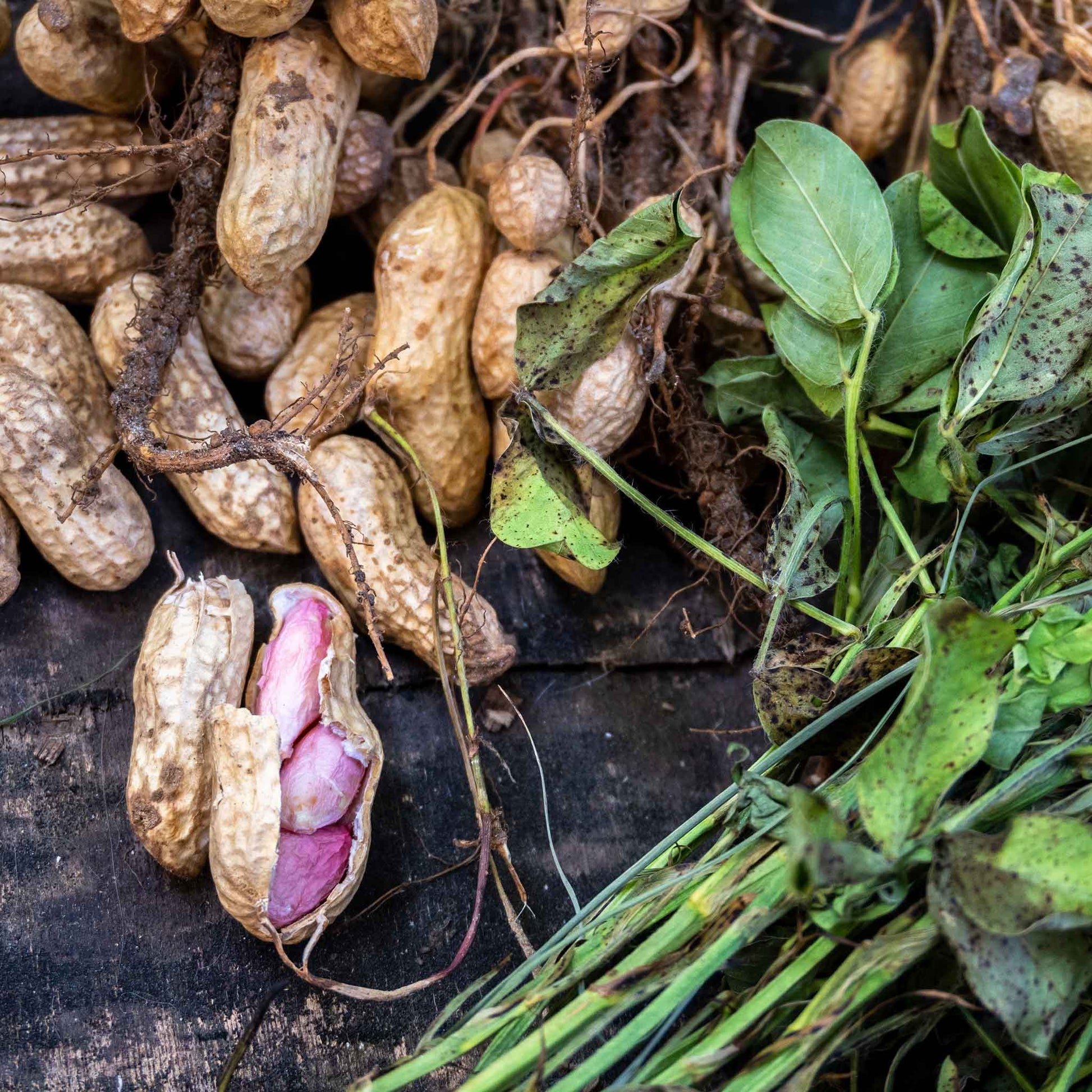 bulk peanut seeds for planting Bulk Peanut Seeds