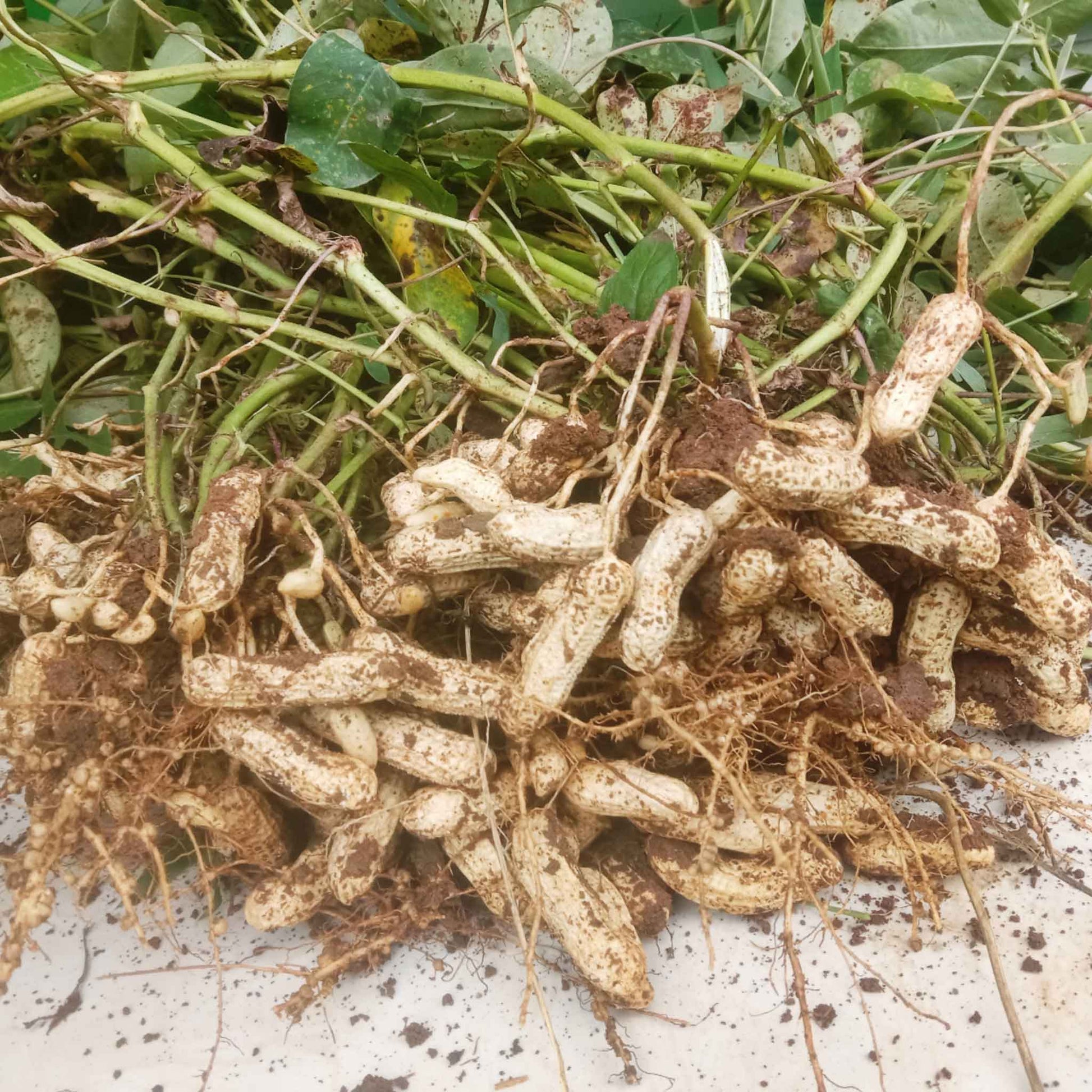 organic peanut seeds for planting Bulk Peanut Seeds