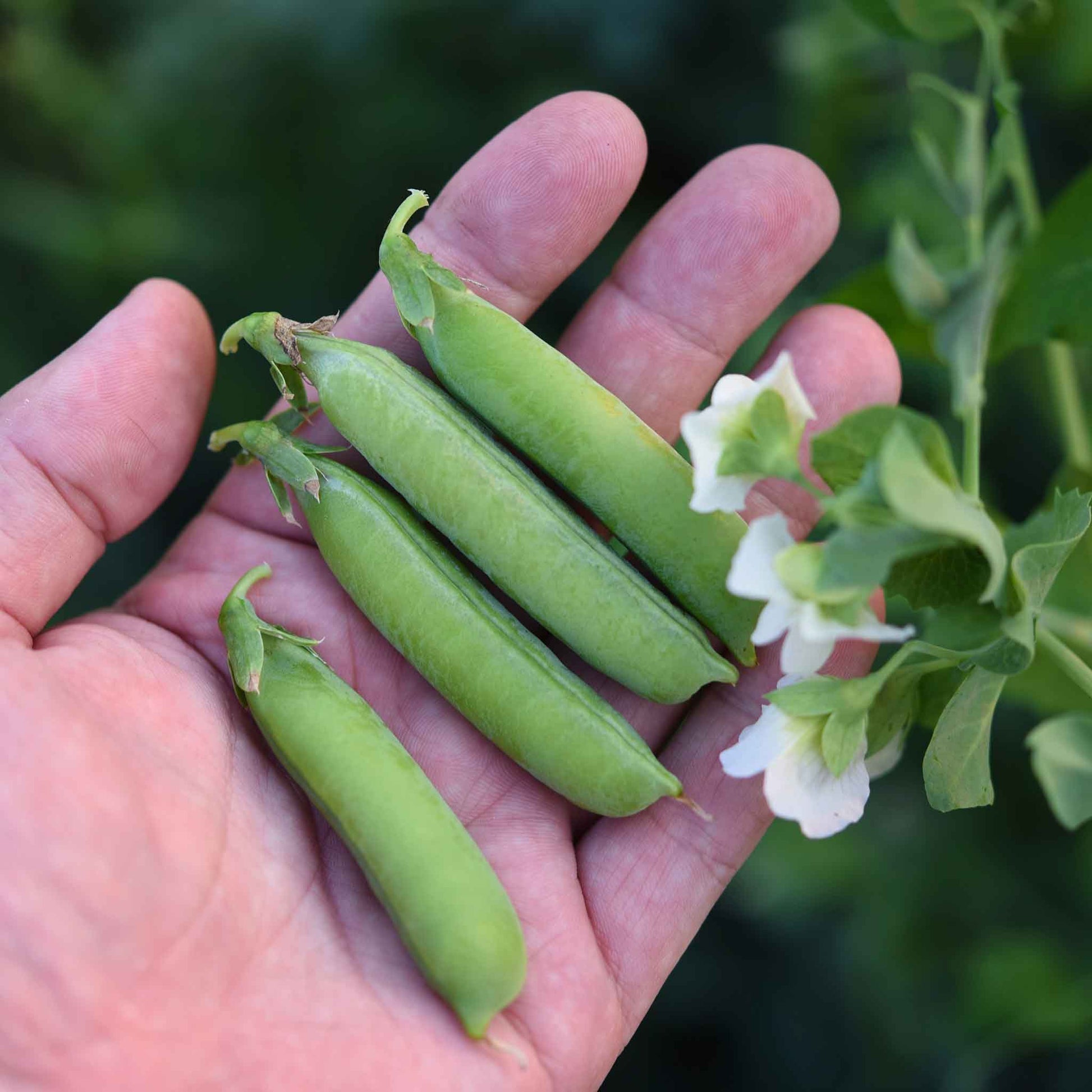 a pea plant that has round seeds Bulk Pea Seeds - Little Marvel