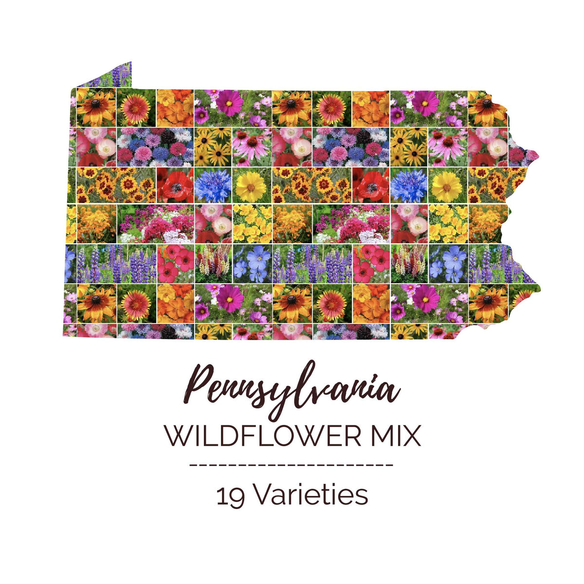 Ground Cover Wildflower Seed Mix – Vermont Wildflower Farm Ground Cover Wildflower Seed Mix – Vermont Wildflower Farm