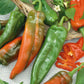 Close-up of a long, Anaheim chili peppers laid on top of other peppers.