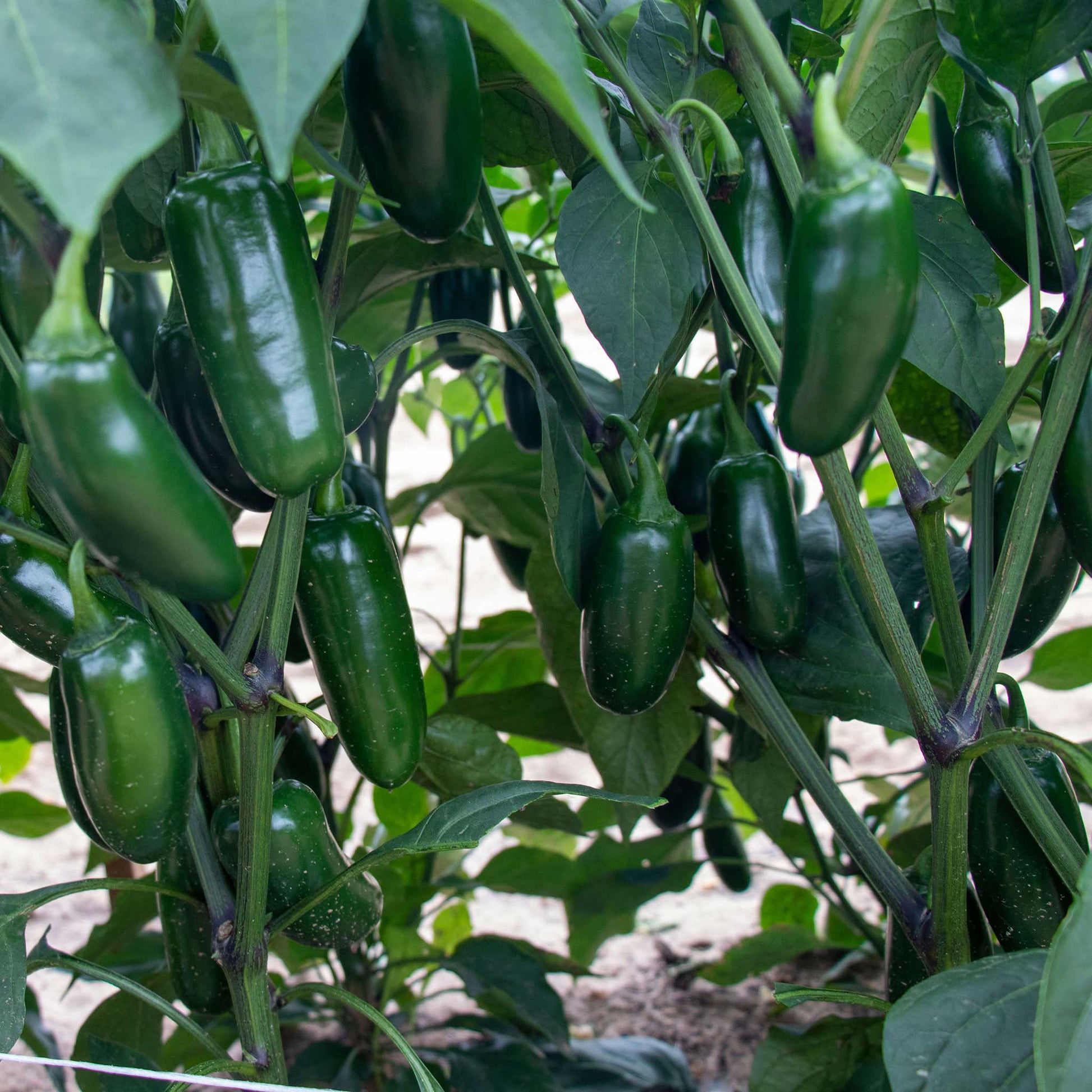 pepper plant seed to harvest Hot Pepper Seeds - Capitan F1 | Vegetable Seeds in Packets & Bulk