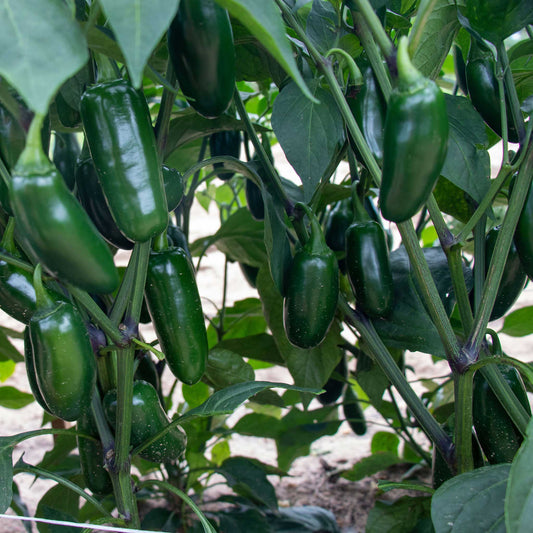 pepper capitan f1